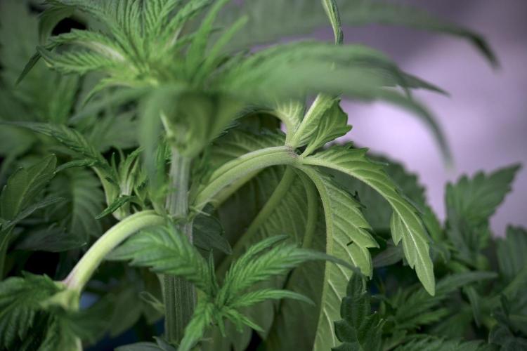 Skywalker OG Legends of the 12/12 Galaxy. Week 5 - 12/12 from seed 