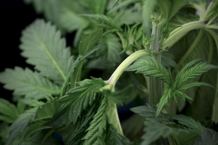 Skywalker OG Legends of the 12/12 Galaxy. Week 5 - 12/12 from seed 