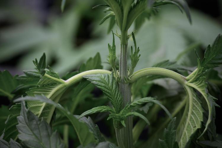 Skywalker OG Legends of the 12/12 Galaxy. Week 5 - 12/12 from seed 