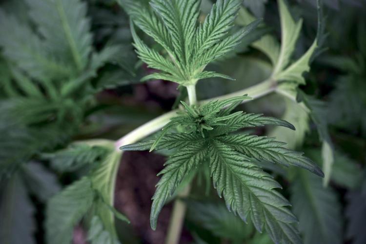 Skywalker OG Legends of the 12/12 Galaxy. Week 5 - 12/12 from seed 