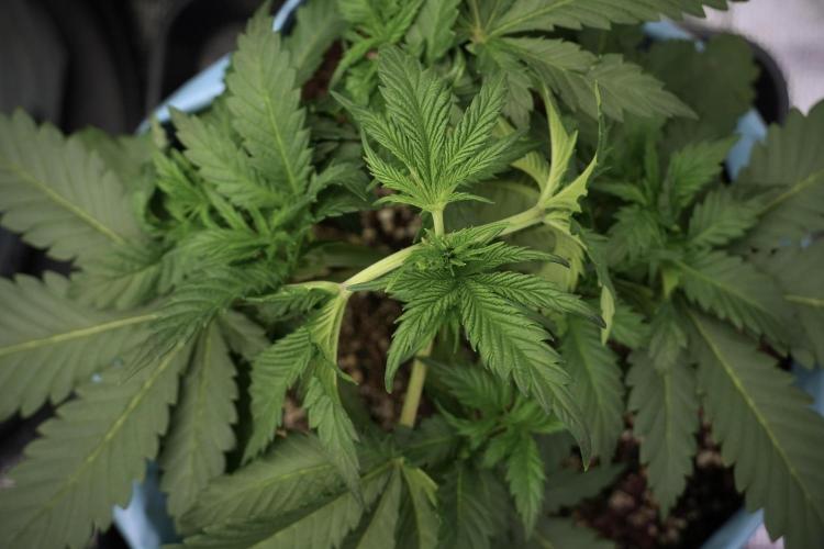 Skywalker OG Legends of the 12/12 Galaxy. Week 5 - 12/12 from seed 