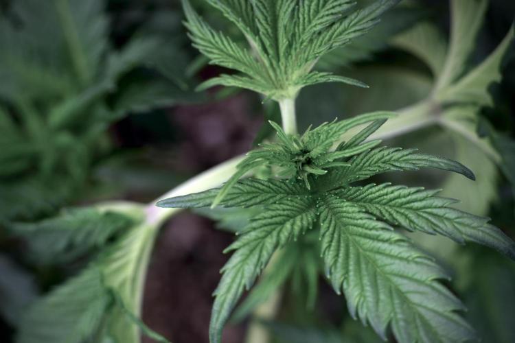 Skywalker OG Legends of the 12/12 Galaxy. Week 5 - 12/12 from seed 