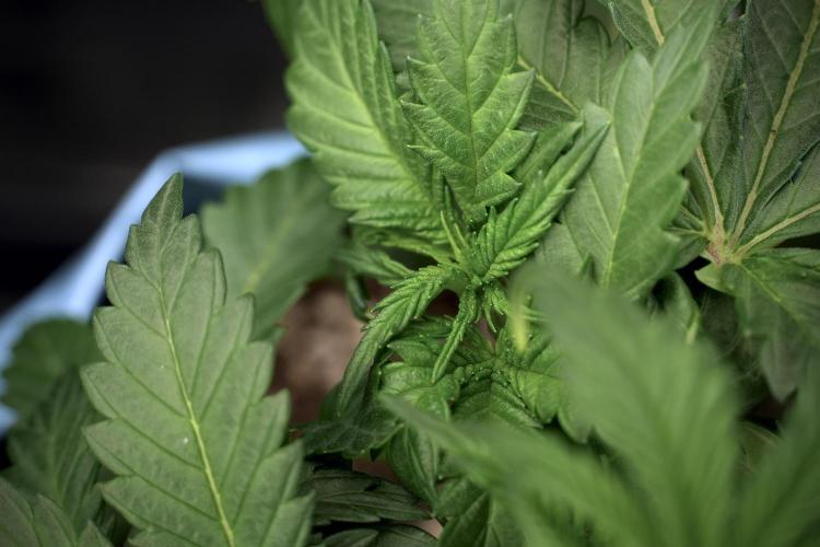 Skywalker OG Legends of the 12/12 Galaxy. Week 5 - 12/12 from seed 