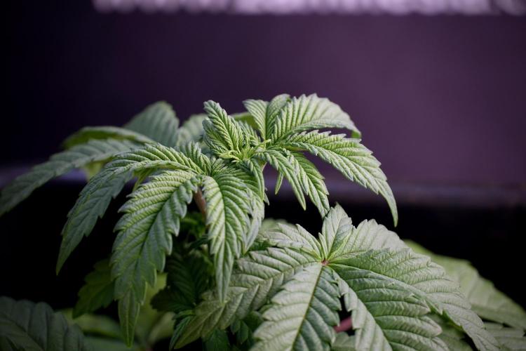 Skywalker OG Legends of the 12/12 Galaxy. Week 5 - Studio times 