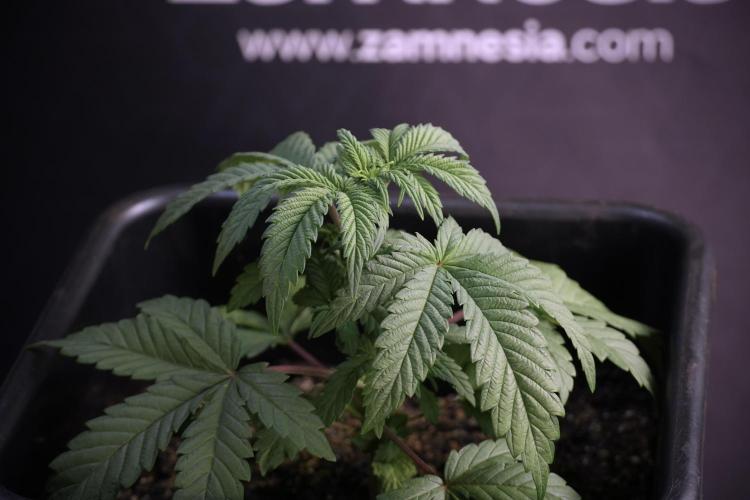 Skywalker OG Legends of the 12/12 Galaxy. Week 5 - Studio times 