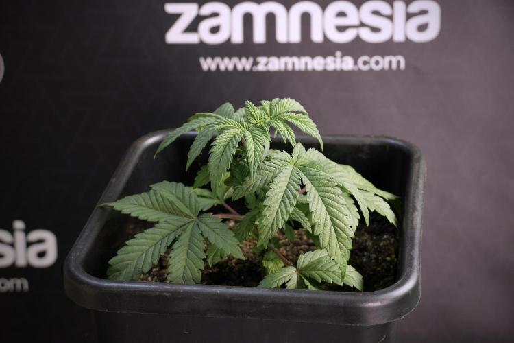 Skywalker OG Legends of the 12/12 Galaxy. Week 5 - Studio times 