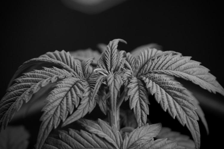 Skywalker OG Legends of the 12/12 Galaxy. Week 5 - Studio times 