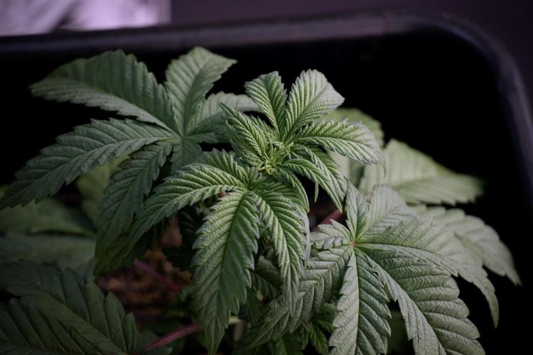 Skywalker OG Legends of the 12/12 Galaxy. Week 5 - Studio times 