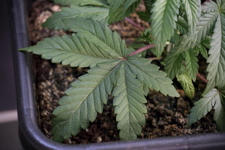 Skywalker OG Legends of the 12/12 Galaxy. Week 5 - Studio times 