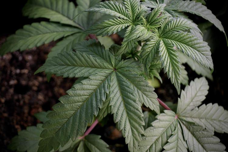 Skywalker OG Legends of the 12/12 Galaxy. Week 5 - Studio times 