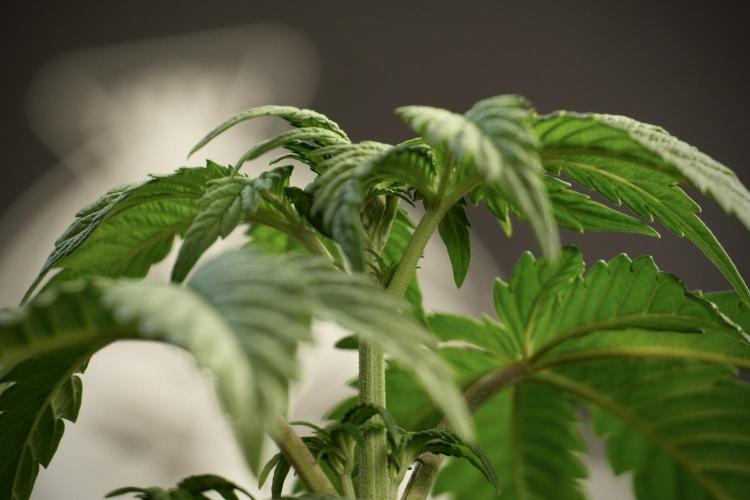 Skywalker OG Legends of the 12/12 Galaxy. Week 5 - Studio times 