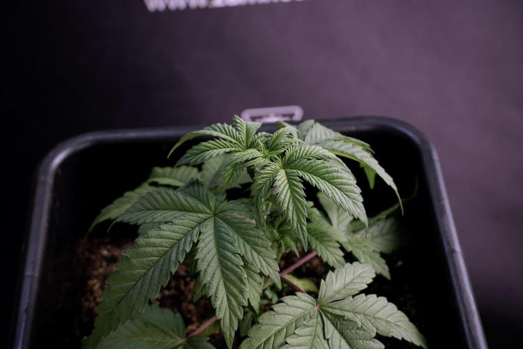 Skywalker OG Legends of the 12/12 Galaxy. Week 5 - Studio times 