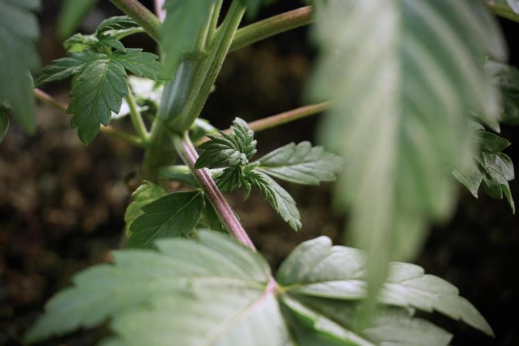 Skywalker OG Legends of the 12/12 Galaxy. Week 5 - Studio times 