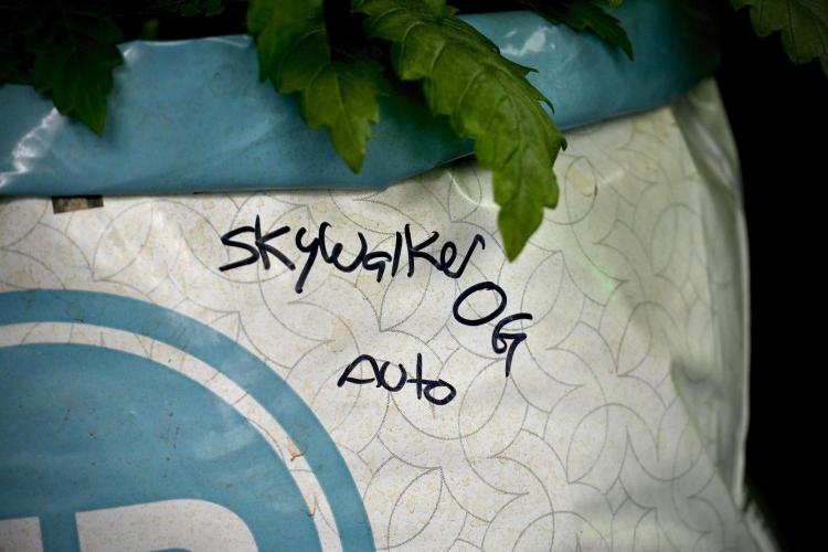 Skywalker OG Legends of the 12/12 Galaxy. Week 5 - Studio times 