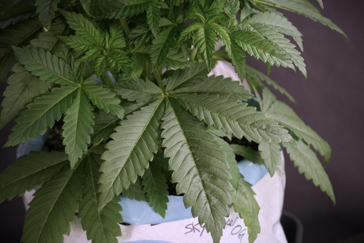 Skywalker OG Legends of the 12/12 Galaxy. Week 5 - Studio times 