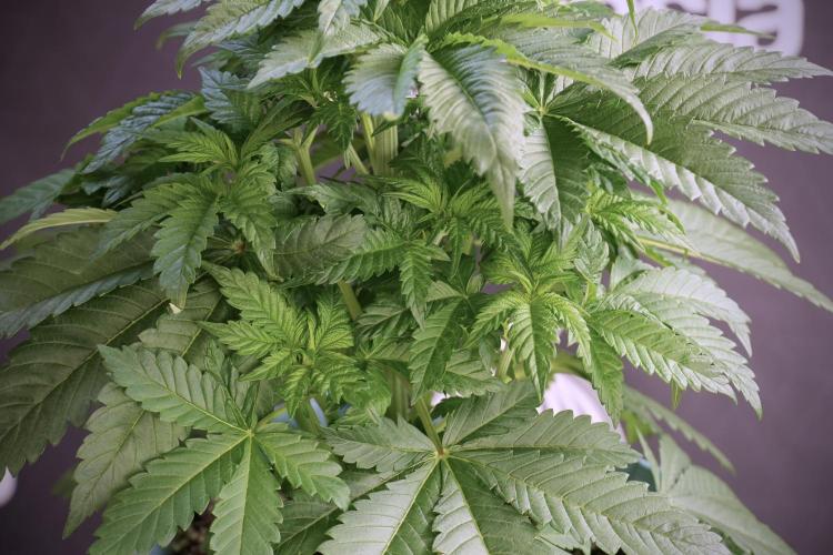 Skywalker OG Legends of the 12/12 Galaxy. Week 5 - Studio times 