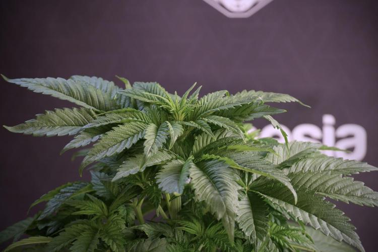 Skywalker OG Legends of the 12/12 Galaxy. Week 5 - Studio times 