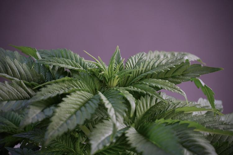 Skywalker OG Legends of the 12/12 Galaxy. Week 5 - Studio times 