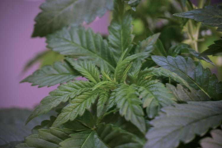 Skywalker OG Legends of the 12/12 Galaxy. Week 5 - Studio times 