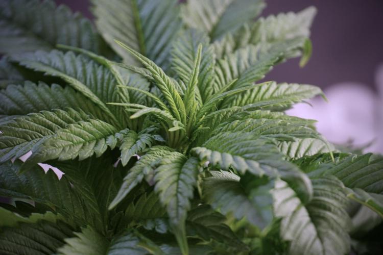 Skywalker OG Legends of the 12/12 Galaxy. Week 5 - Studio times 