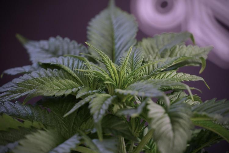 Skywalker OG Legends of the 12/12 Galaxy. Week 5 - Studio times 