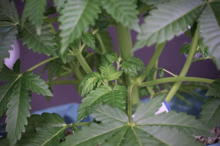 Skywalker OG Legends of the 12/12 Galaxy. Week 5 - Studio times 