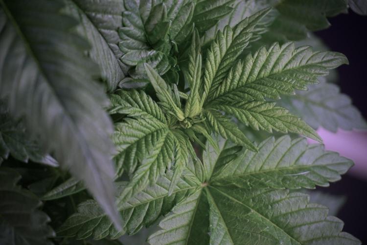 Skywalker OG Legends of the 12/12 Galaxy. Week 5 - Bird views 