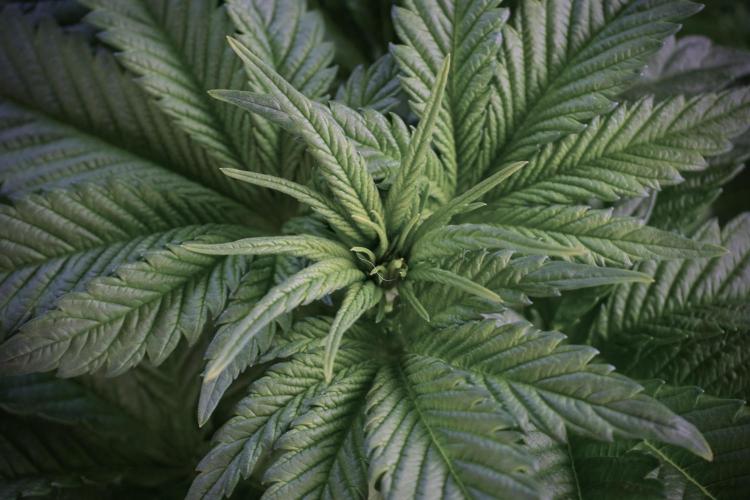 Skywalker OG Legends of the 12/12 Galaxy. Week 5 - Bird views 