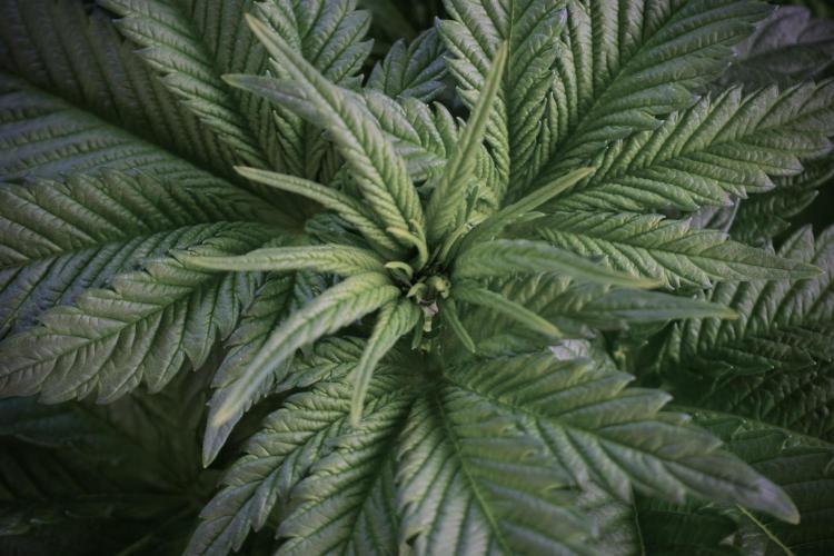 Skywalker OG Legends of the 12/12 Galaxy. Week 5 - Bird views 