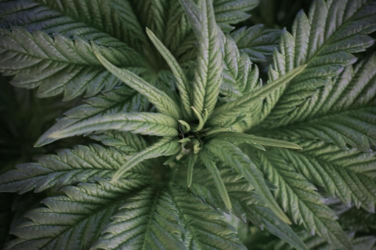 Skywalker OG Legends of the 12/12 Galaxy. Week 5 - Bird views 