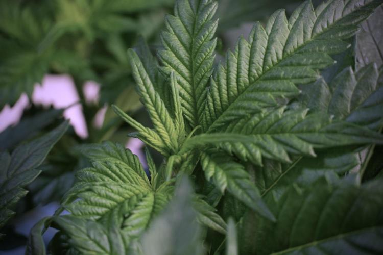 Skywalker OG Legends of the 12/12 Galaxy. Week 5 - Bird views 