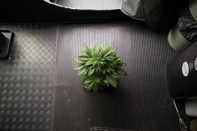 Skywalker OG Legends of the 12/12 Galaxy. Week 5 - Bird views 