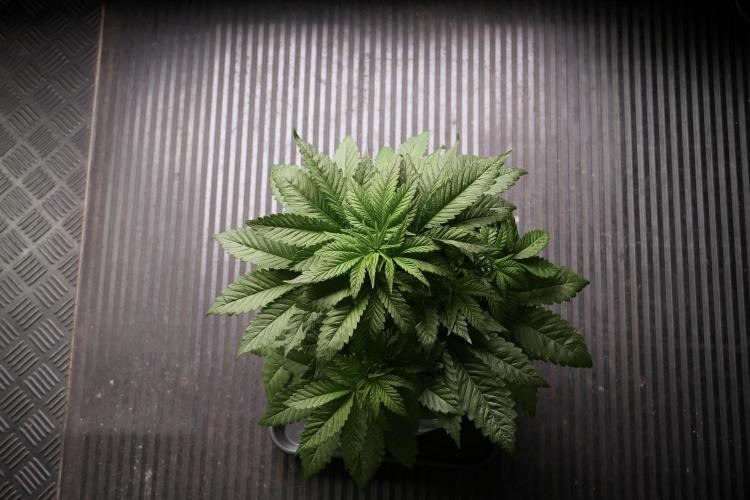 Skywalker OG Legends of the 12/12 Galaxy. Week 5 - Bird views 