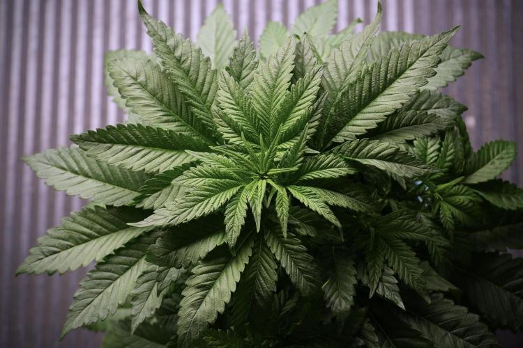 Skywalker OG Legends of the 12/12 Galaxy. Week 5 - Bird views 