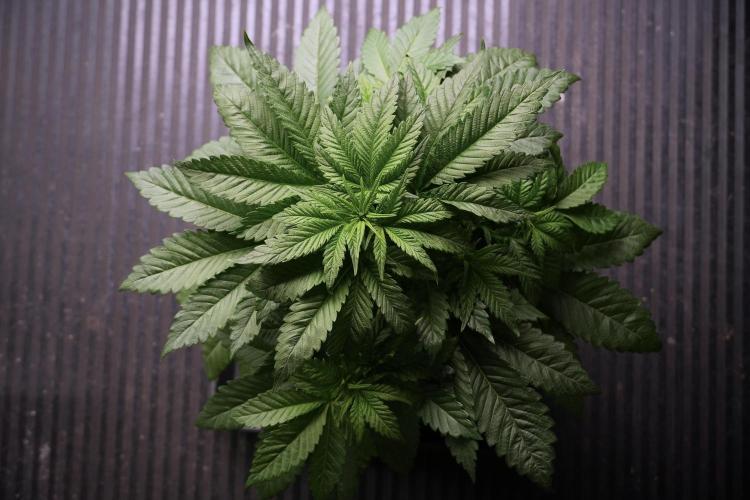 Skywalker OG Legends of the 12/12 Galaxy. Week 5 - Bird views 