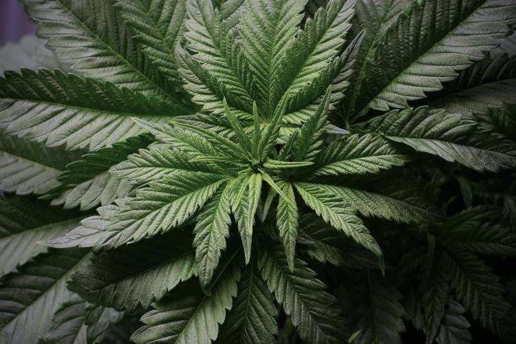 Skywalker OG Legends of the 12/12 Galaxy. Week 5 - Bird views 