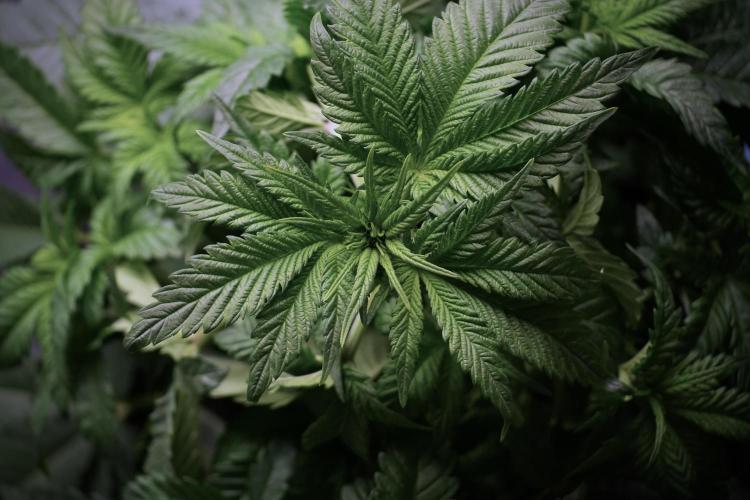 Skywalker OG Legends of the 12/12 Galaxy. Week 5 - Bird views 