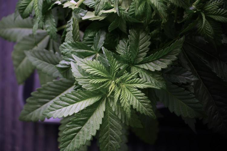 Skywalker OG Legends of the 12/12 Galaxy. Week 5 - Bird views 