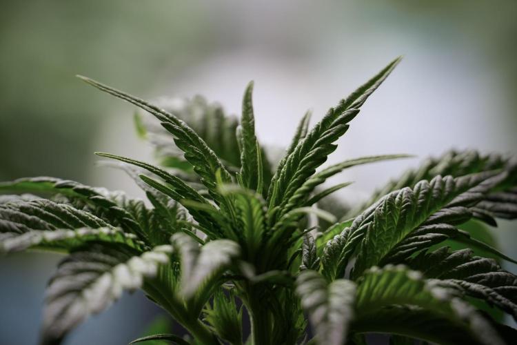 Skywalker OG Legends of the 12/12 Galaxy. Week 5 - LST a triple node plant 