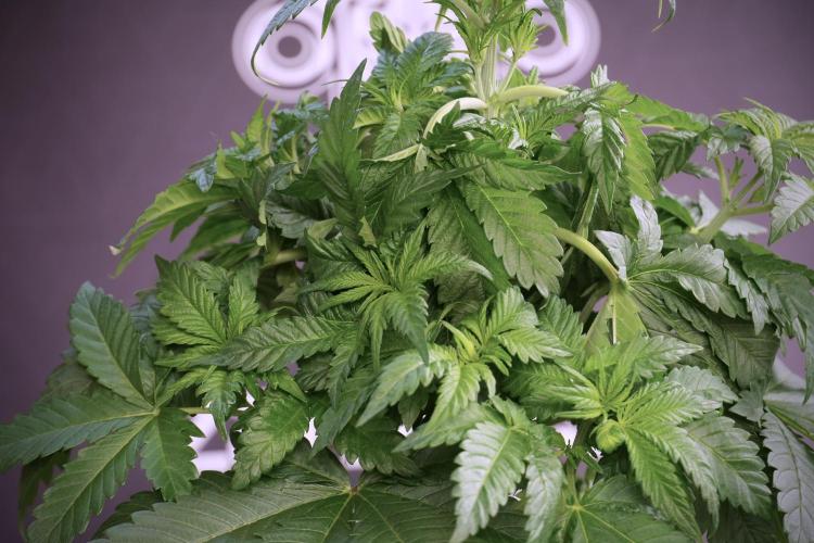 Skywalker OG Legends of the 12/12 Galaxy. Week 5 - LST a triple node plant 