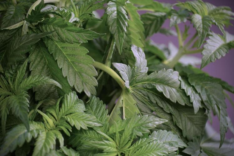 Skywalker OG Legends of the 12/12 Galaxy. Week 5 - LST a triple node plant 