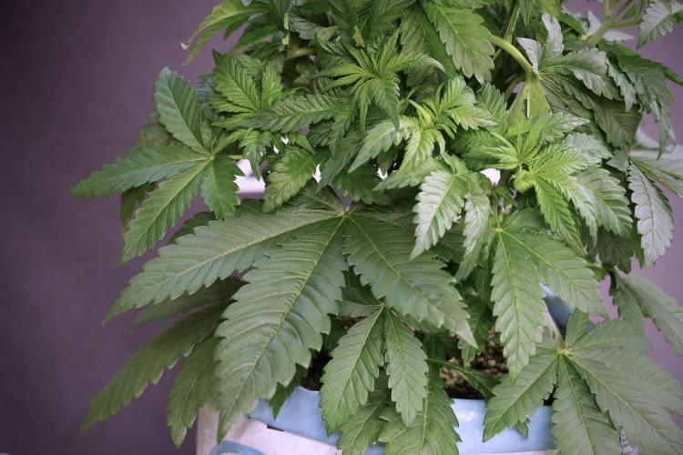 Skywalker OG Legends of the 12/12 Galaxy. Week 5 - LST a triple node plant 