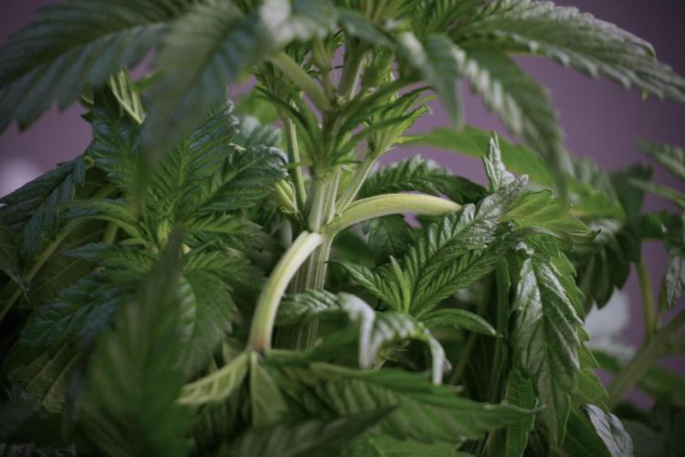 Skywalker OG Legends of the 12/12 Galaxy. Week 5 - LST a triple node plant 