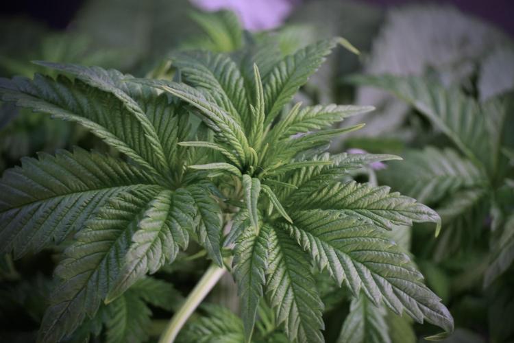 Skywalker OG Legends of the 12/12 Galaxy. Week 5 - LST a triple node plant 