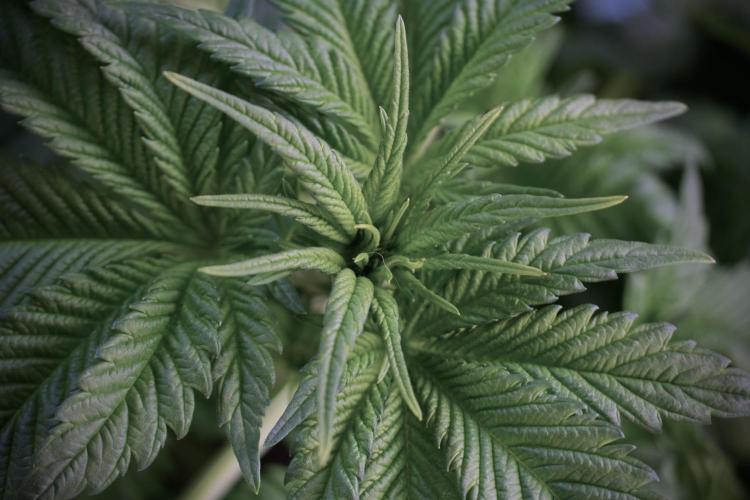 Skywalker OG Legends of the 12/12 Galaxy. Week 5 - LST a triple node plant 