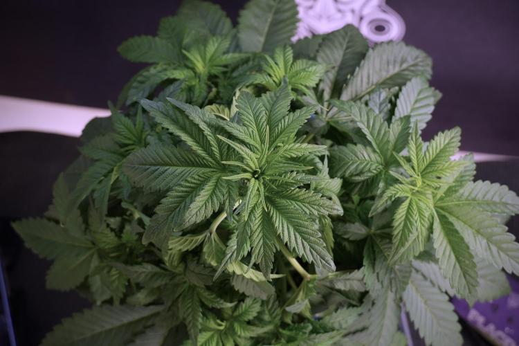 Skywalker OG Legends of the 12/12 Galaxy. Week 5 - LST a triple node plant 