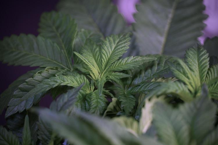 Skywalker OG Legends of the 12/12 Galaxy. Week 5 - LST a triple node plant 