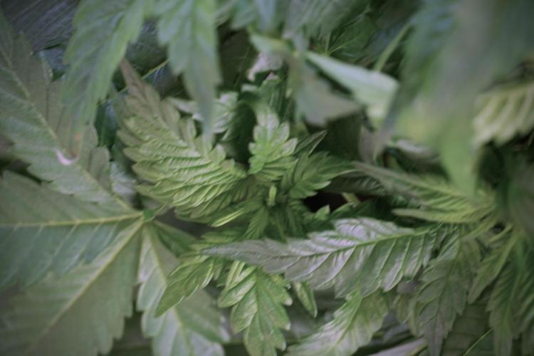 Skywalker OG Legends of the 12/12 Galaxy. Week 5 - LST a triple node plant 