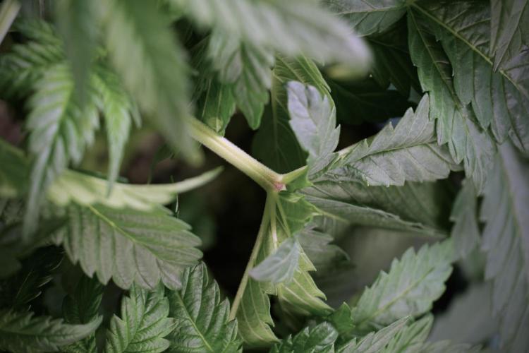 Skywalker OG Legends of the 12/12 Galaxy. Week 5 - LST a triple node plant 