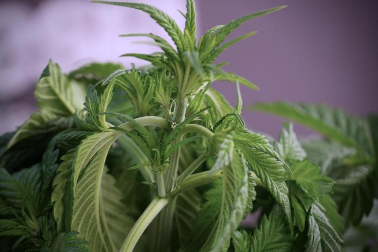 Skywalker OG Legends of the 12/12 Galaxy. Week 5 - LST a triple node plant 